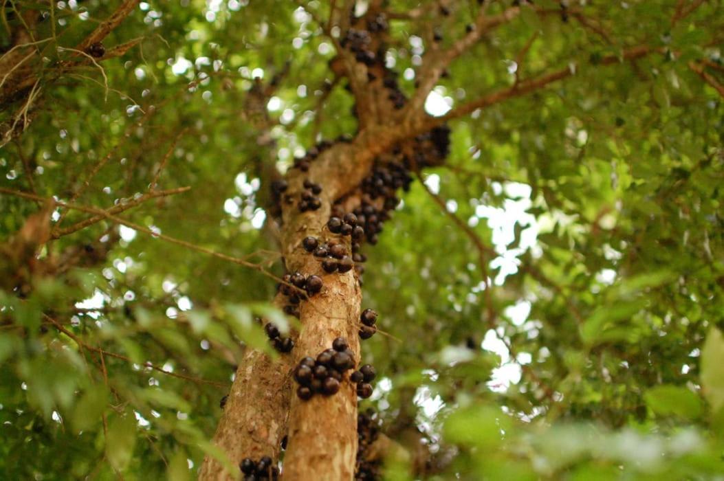 Chacara Das Lendas E Cancoes 帕萨夸特鲁 外观 照片
