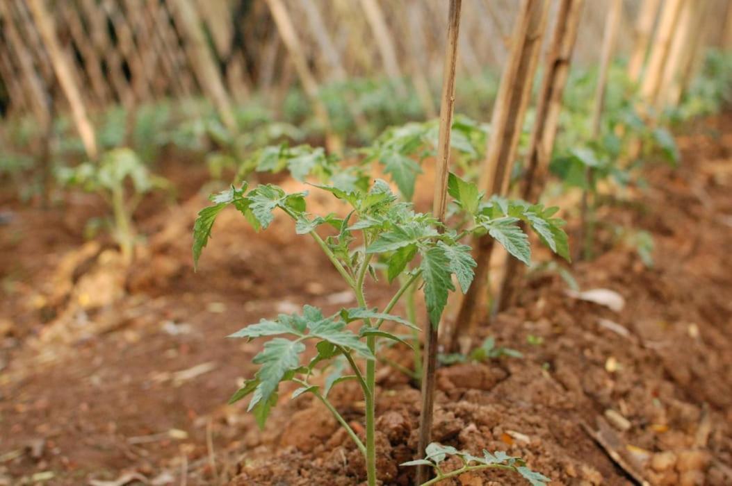 Chacara Das Lendas E Cancoes 帕萨夸特鲁 外观 照片